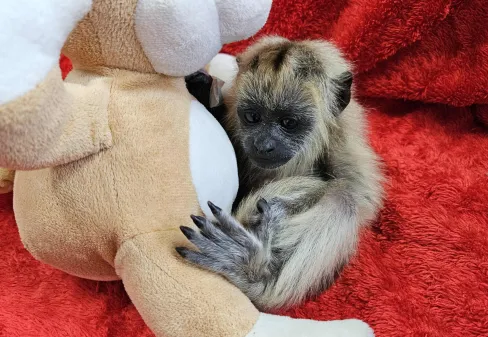 HVU recebe filhote de bugio-preto resgatado após atropelamento em rodovia da região