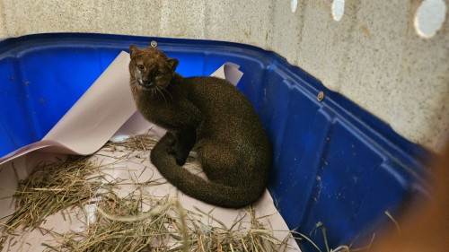 HVU encaminha 27 animais silvestres ao CETRAS de Patos de Minas e destaca sucesso no tratamento de filhotes de gato-mourisco