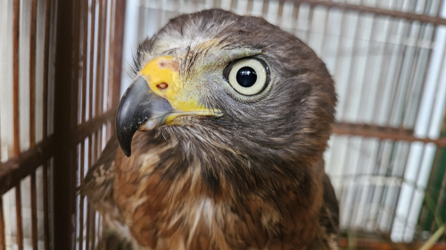 HVU encaminha animais silvestres ao CETRAS de Patos de Minas