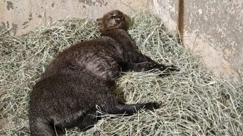 Gato-mourisco gestante resgatado na MG-255 recebe atendimento no HVU e permanece em observação até o parto