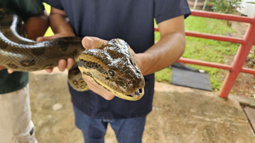 Sucuri é resgatada em área urbana em Uberaba e passa por avaliação no HVU
