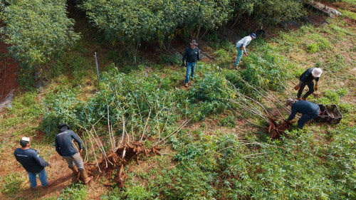 Mandioca com mulching: colheita na Cidade do Agro avalia produtividade e qualidade