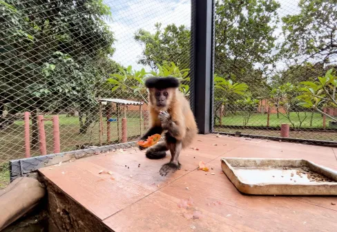 Macaca diagnosticada com diabetes em Uberaba recebe novo lar após tratamento no Hospital Veterinário da Uniube