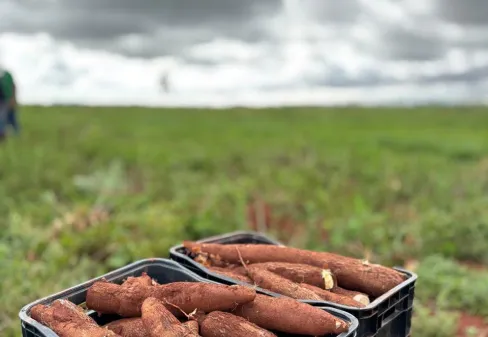 Feirinha Solidária: Universidade doa quase 1 tonelada de mandioca a colaboradores