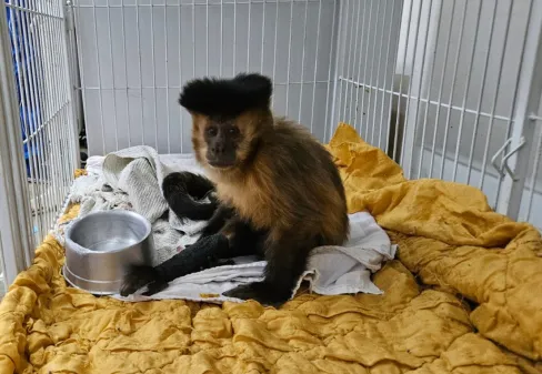 Macaca diagnosticada com diabetes em hospital veterinário de MG acende alerta nacional sobre alimentação de animais silvestres