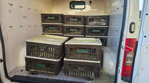 HVU recebe galos resgatados de maus-tratos em Uberaba e encaminha aves para ressocialização em Formiga