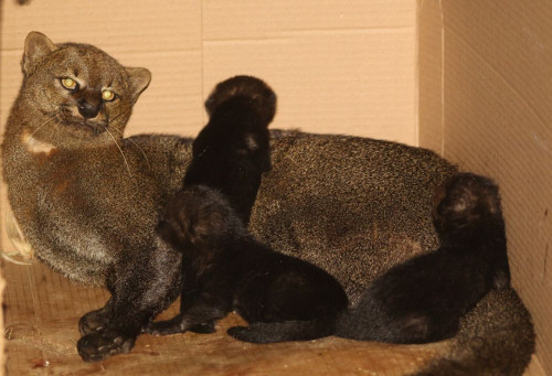 Filhotes de gato-mourisco completam uma semana de vida no HVU e seguem sob amamentação materna