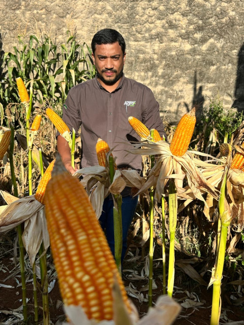 Alunos de Agronomia participam de manejo e pesquisa em área experimental no Polo Silvânia