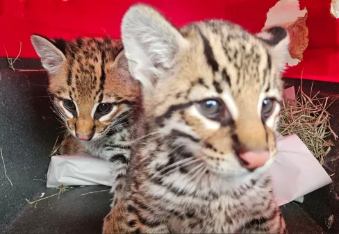 HVU encaminha 41 animais silvestres ao CETRAS de Patos de Minas para reabilitação