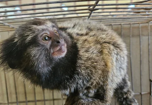 HVU encaminha 19 animais silvestres ao CETRAS e encerra 2025 com 462 reabilitações