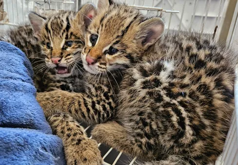 Filhotes de jaguatirica são atendidas pelo setor de Animais Silvestres do HVU