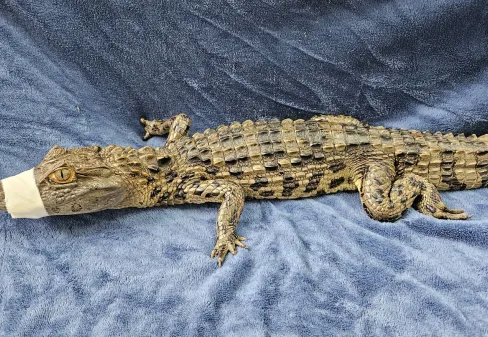 HVU atende filhote de jacaré-de-papo-amarelo resgatado na BR-050