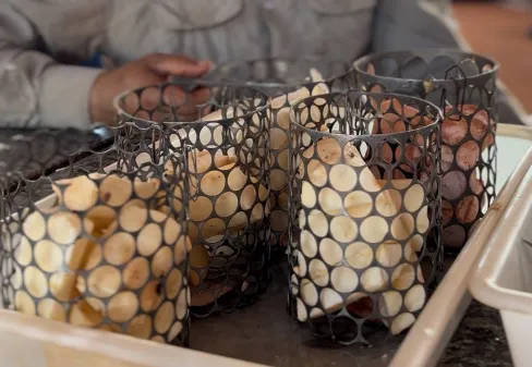 Projeto em parceria com a Embrapa Cerrados inicia nova etapa na Cidade do Agro