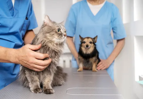 med vet mercado